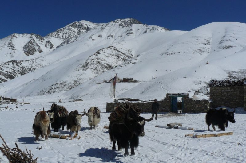 Dolpo has something for everyone